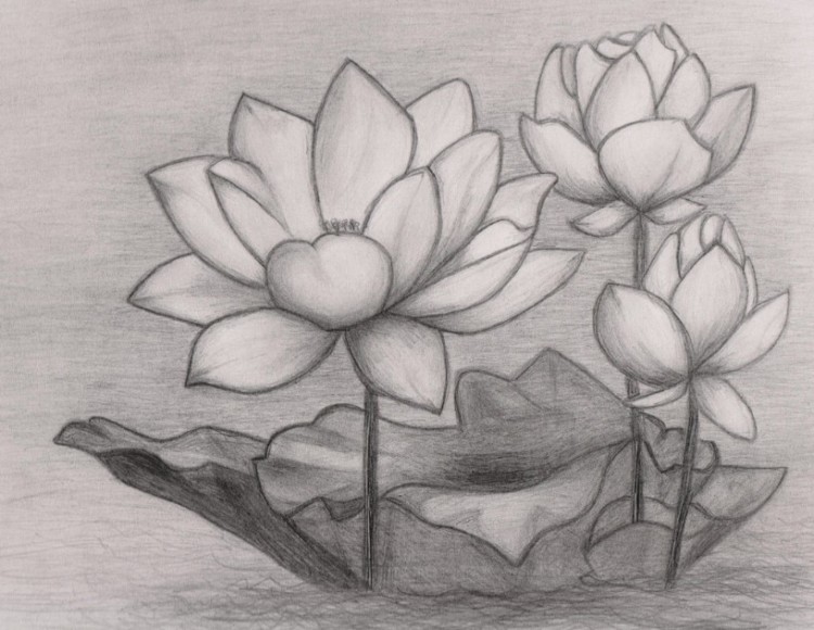 Detail Gambar Sketsa Bunga Lotus Nomer 26