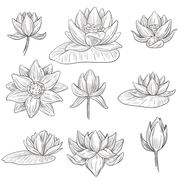 Detail Gambar Sketsa Bunga Lotus Nomer 37