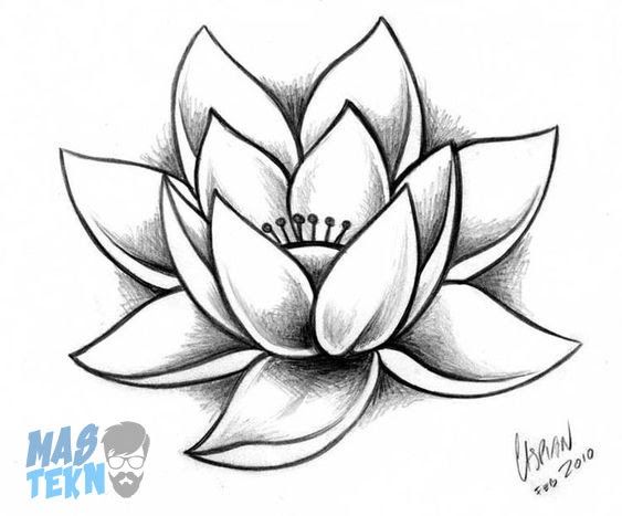 Detail Gambar Sketsa Bunga Lotus Nomer 5