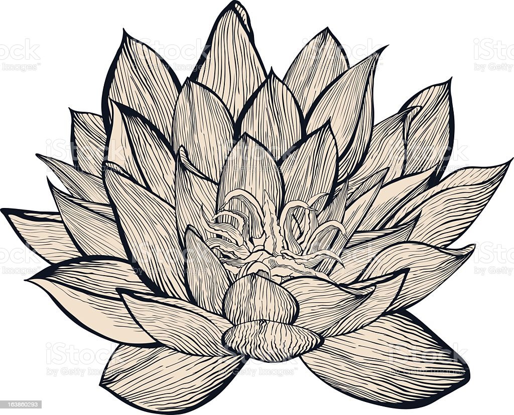 Detail Gambar Sketsa Bunga Lotus Nomer 48