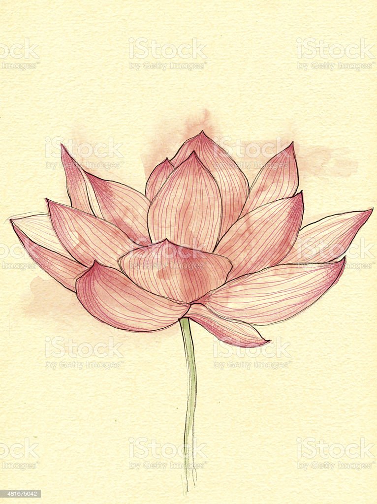 Detail Gambar Sketsa Bunga Lotus Nomer 52