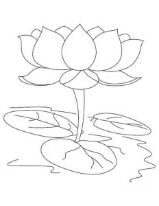 Detail Gambar Sketsa Bunga Lotus Nomer 53