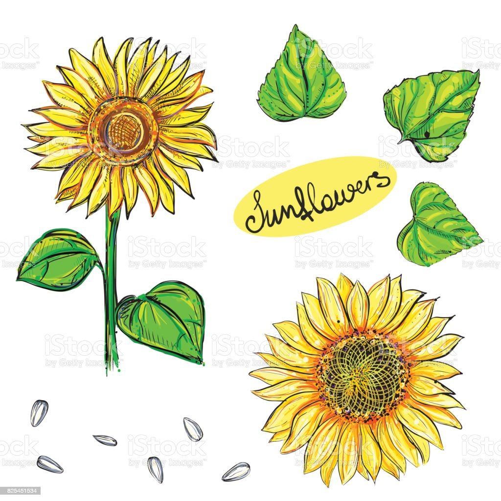 Detail Gambar Sketsa Bunga Matahari Dan Warnanya Nomer 26