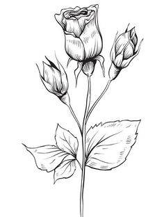 Detail Gambar Sketsa Bunga Mawar Nomer 42