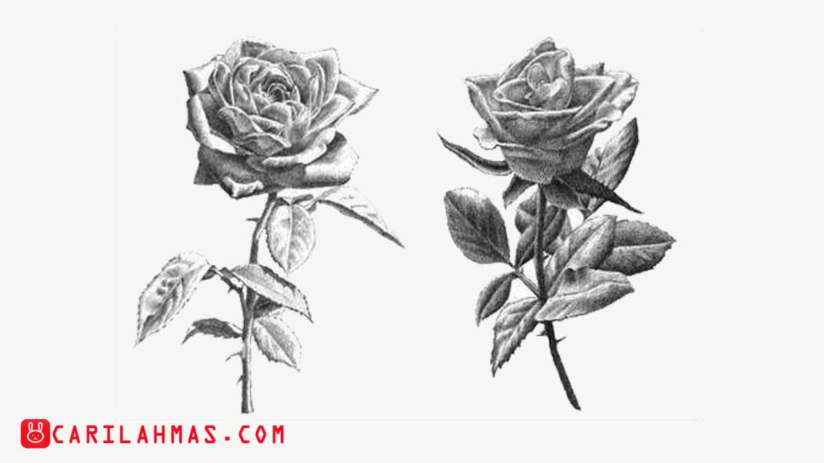 Detail Gambar Sketsa Bunga Mawar Nomer 48