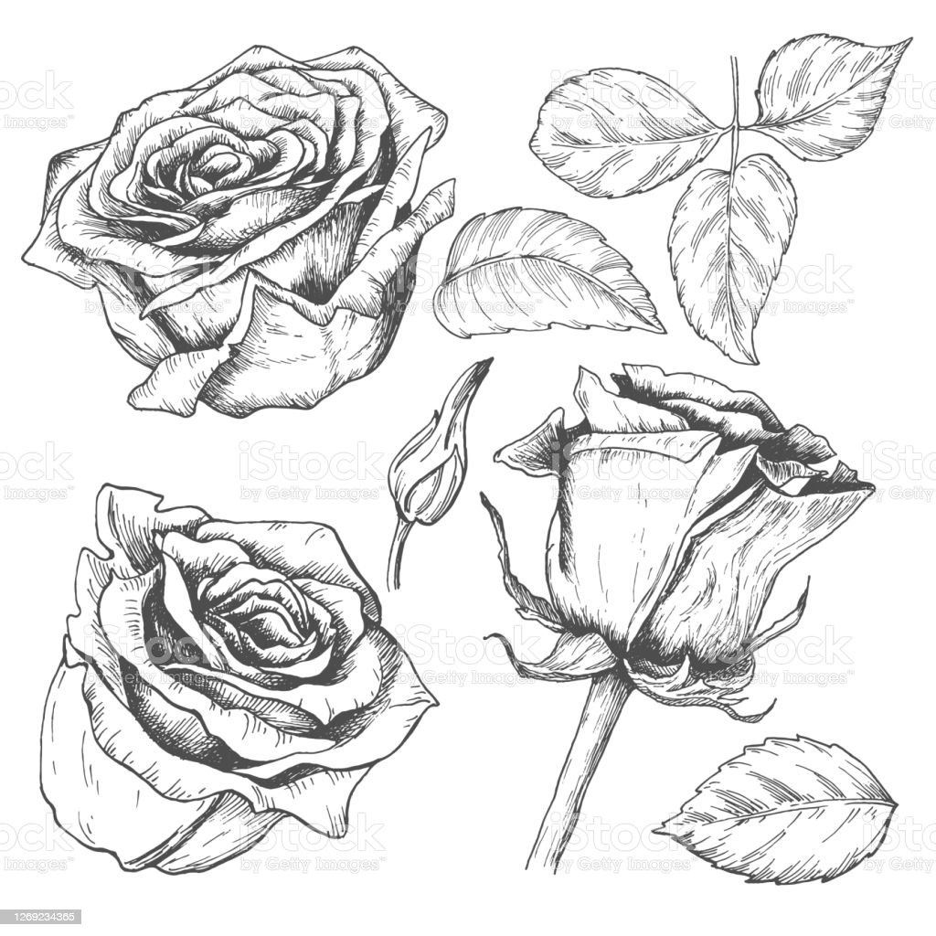 Detail Gambar Sketsa Bunga Mawar Nomer 50