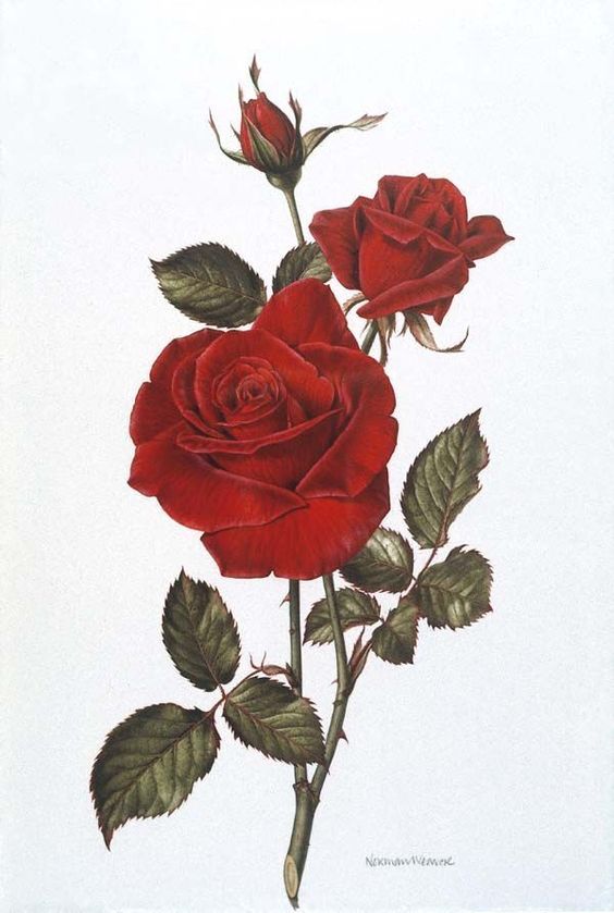 Detail Gambar Sketsa Bunga Mawar Dan Warnanya Nomer 20