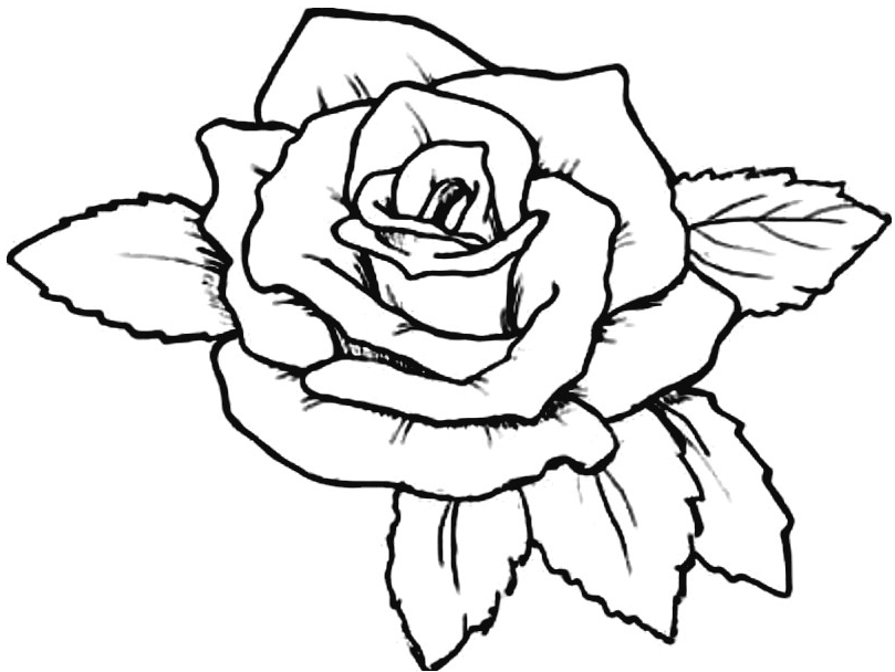 Detail Gambar Sketsa Bunga Mawar Dan Warnanya Nomer 43