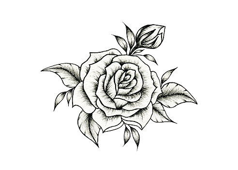 Detail Gambar Sketsa Bunga Mawar Hitam Putih Nomer 11
