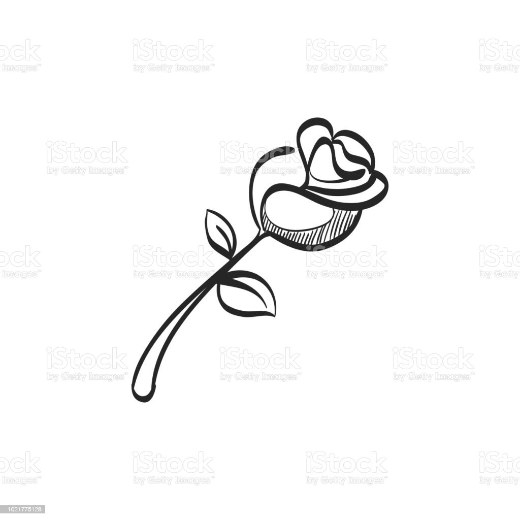 Detail Gambar Sketsa Bunga Mawar Kuncup Nomer 23