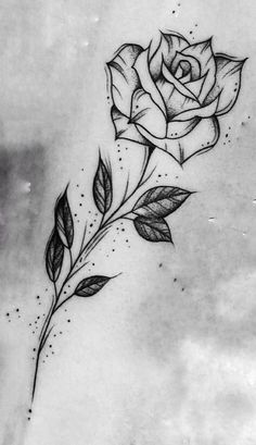 Detail Gambar Sketsa Bunga Mawar Kuncup Nomer 27