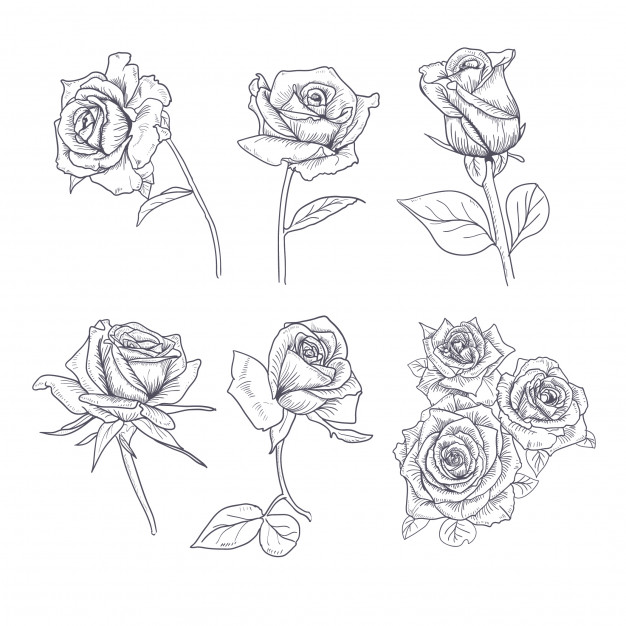 Detail Gambar Sketsa Bunga Mawar Merah Nomer 30
