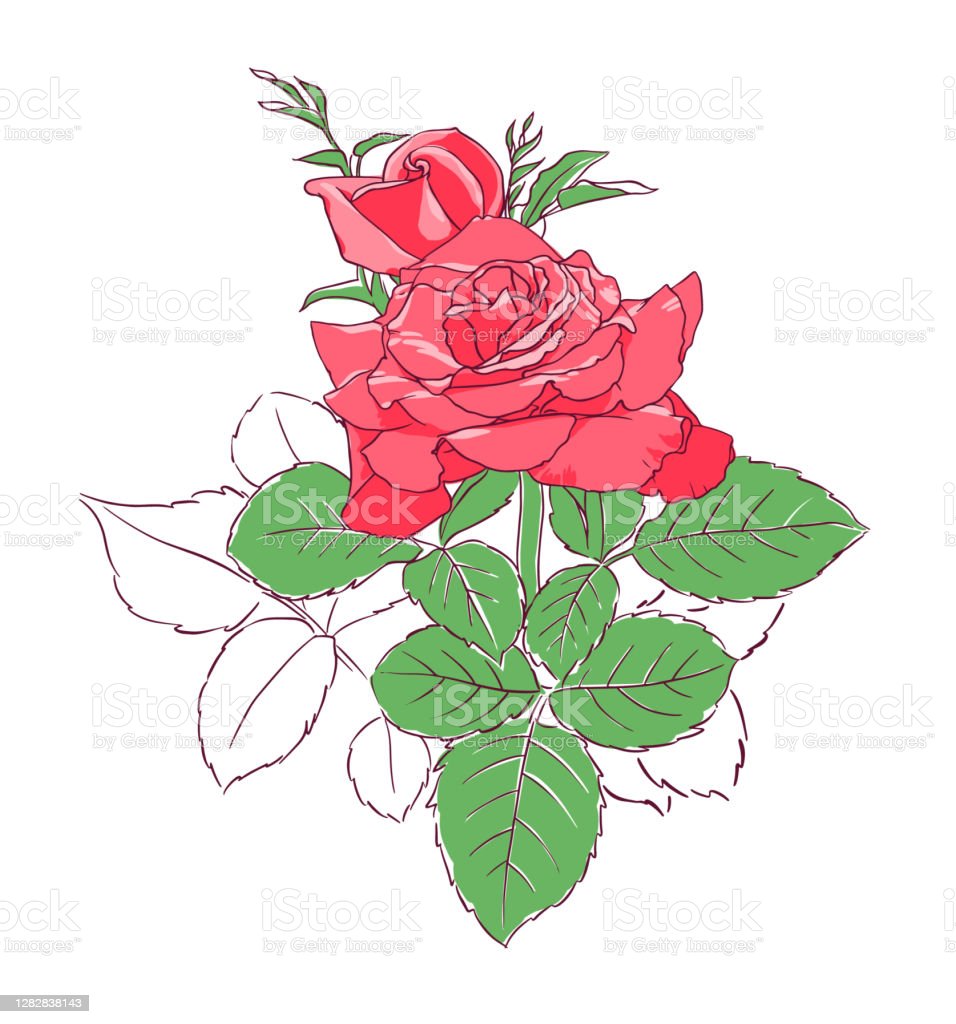 Detail Gambar Sketsa Bunga Mawar Merah Nomer 34