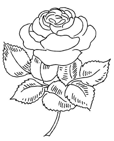 Detail Gambar Sketsa Bunga Mawar Merah Nomer 45