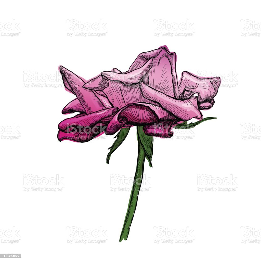 Detail Gambar Sketsa Bunga Mawar Merah Nomer 54