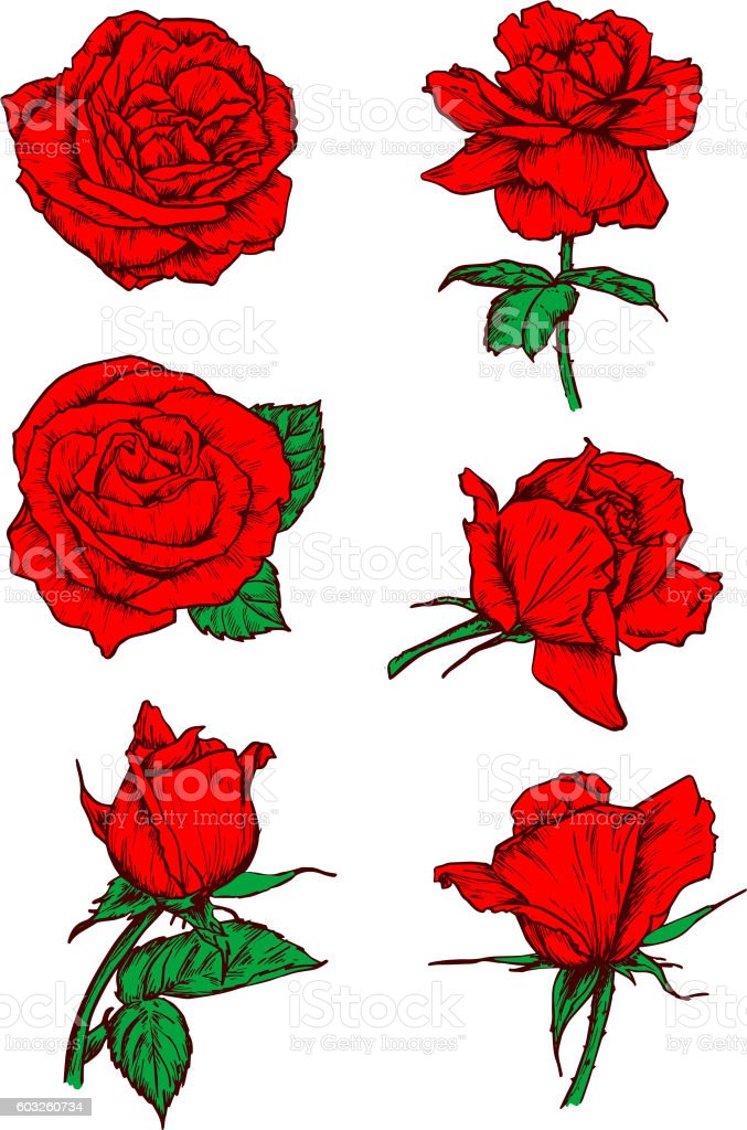 Detail Gambar Sketsa Bunga Mawar Merah Nomer 55