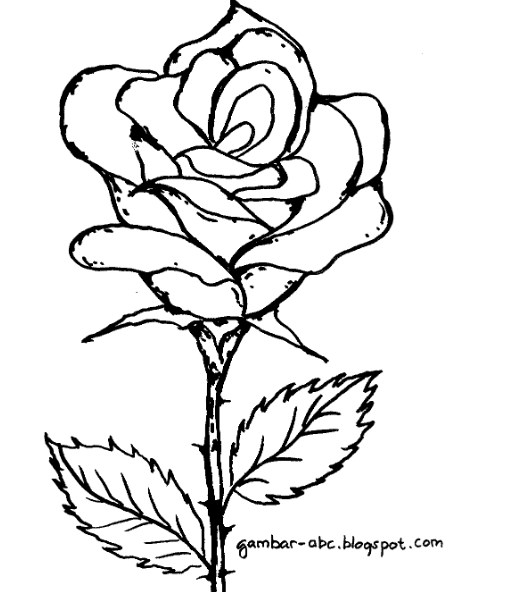 Detail Gambar Sketsa Bunga Mawar Sederhana Nomer 53