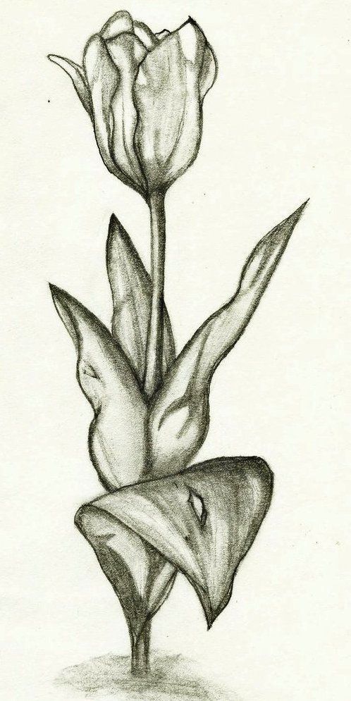 Detail Gambar Sketsa Bunga Pensil Nomer 32