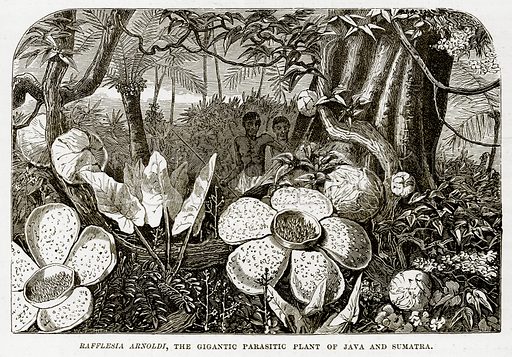Detail Gambar Sketsa Bunga Rafflesia Nomer 19