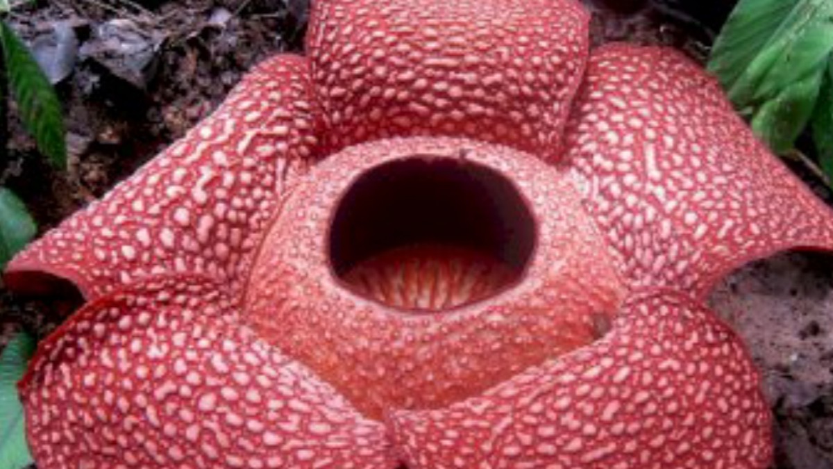 Detail Gambar Sketsa Bunga Rafflesia Nomer 36