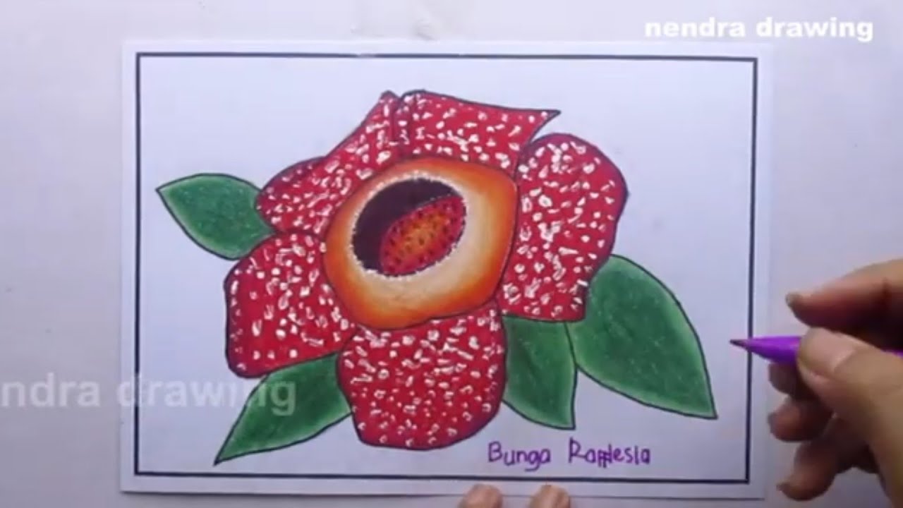Detail Gambar Sketsa Bunga Rafflesia Nomer 5