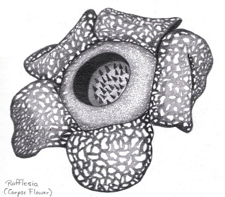 Detail Gambar Sketsa Bunga Rafflesia Nomer 46