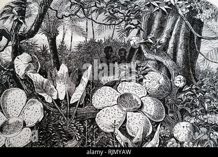 Detail Gambar Sketsa Bunga Rafflesia Nomer 47