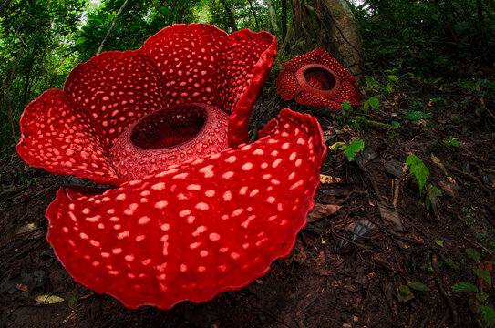Detail Gambar Sketsa Bunga Rafflesia Nomer 48