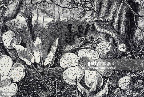 Detail Gambar Sketsa Bunga Rafflesia Nomer 51