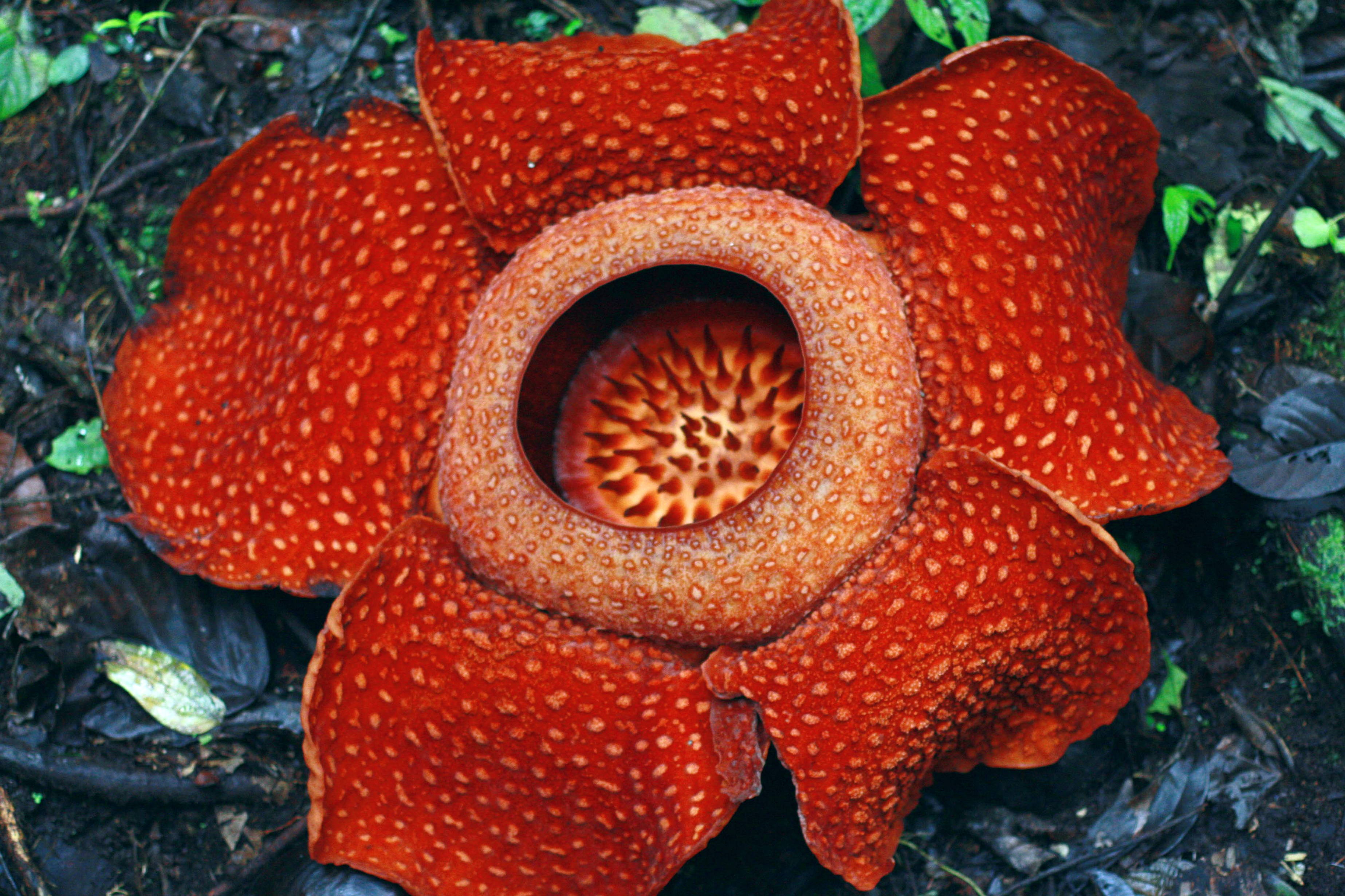Detail Gambar Sketsa Bunga Rafflesia Nomer 52