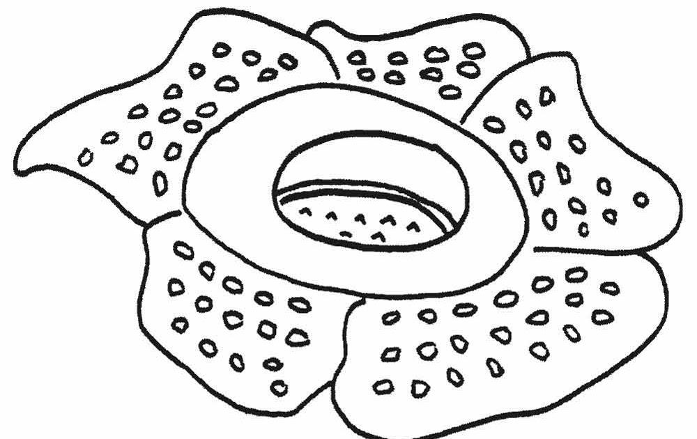 Detail Gambar Sketsa Bunga Raflesia Nomer 14