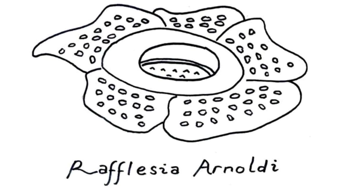 Detail Gambar Sketsa Bunga Raflesia Nomer 16