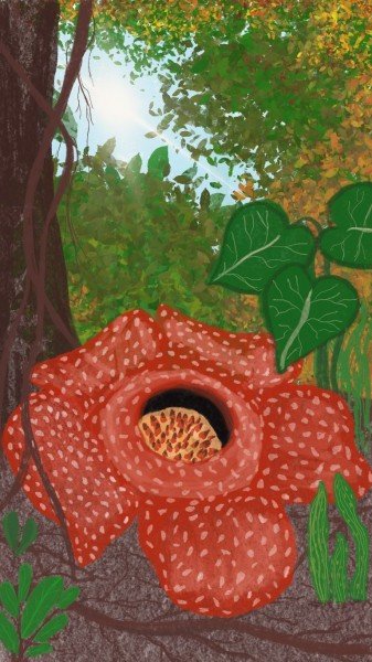 Detail Gambar Sketsa Bunga Raflesia Nomer 31