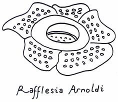 Detail Gambar Sketsa Bunga Raflesia Nomer 32