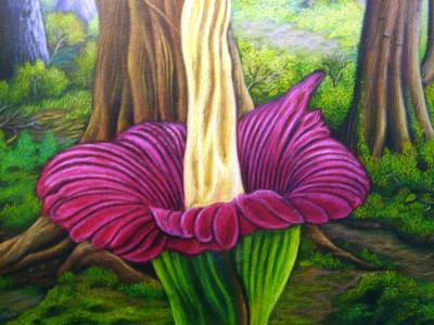 Detail Gambar Sketsa Bunga Raflesia Nomer 42