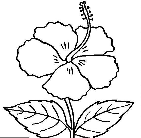 Detail Gambar Sketsa Bunga Raya Nomer 2