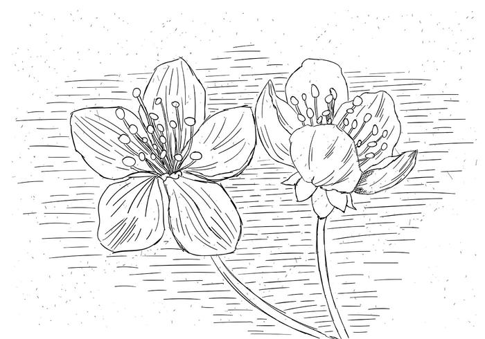 Detail Gambar Sketsa Bunga Raya Nomer 48
