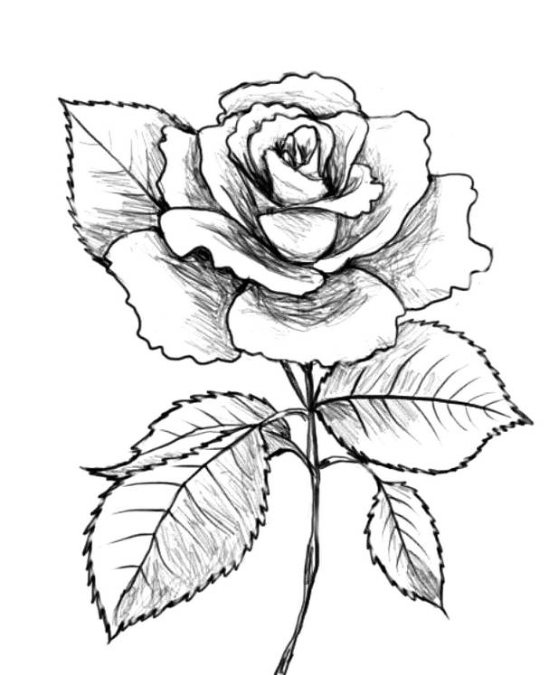 Detail Gambar Sketsa Bunga Rose Nomer 22