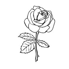 Detail Gambar Sketsa Bunga Rose Nomer 34