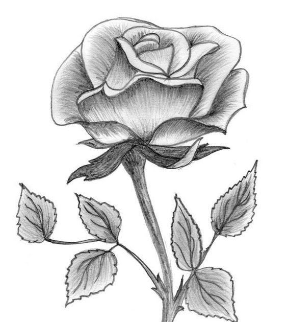 Detail Gambar Sketsa Bunga Rose Nomer 51