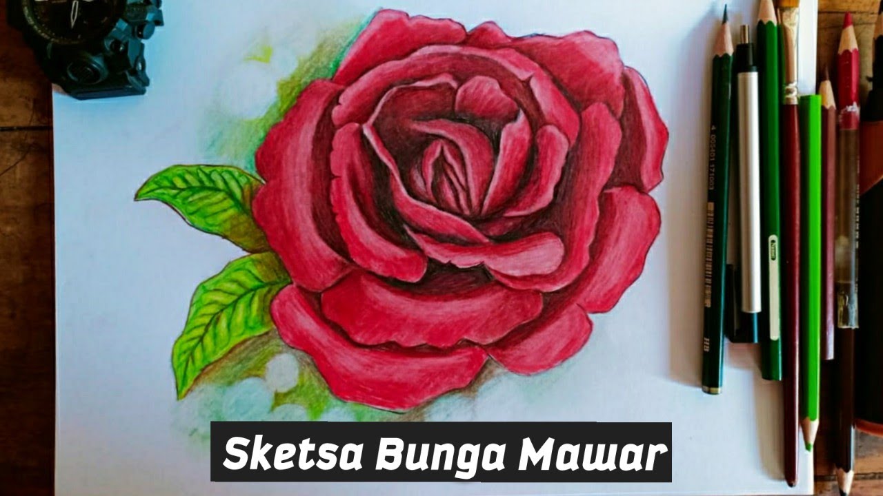 Detail Gambar Sketsa Bunga Rose Nomer 56