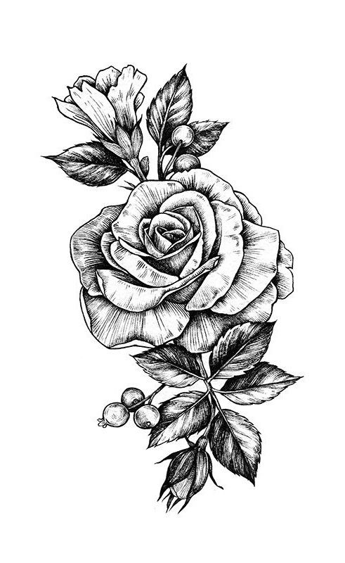 Detail Gambar Sketsa Bunga Rose Nomer 8