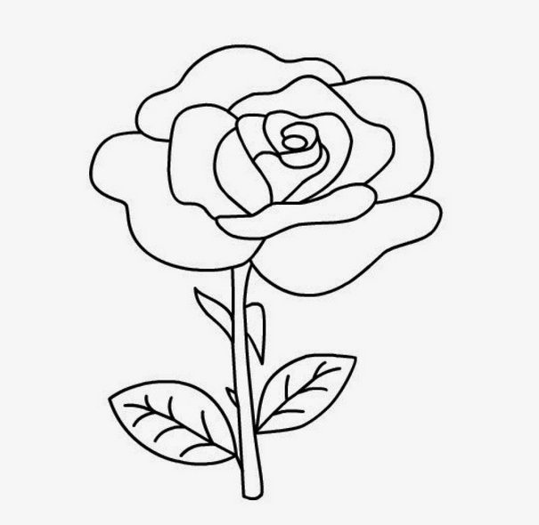Detail Gambar Sketsa Bunga Rose Nomer 10