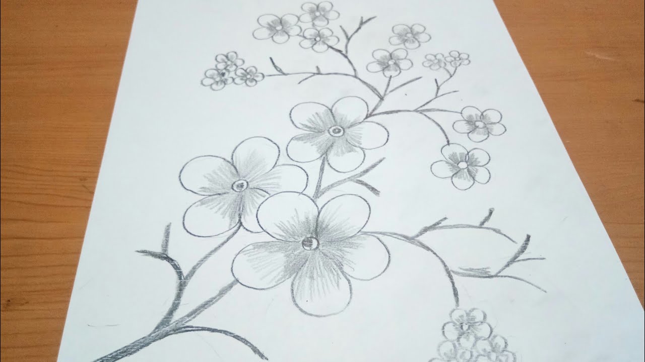 Detail Gambar Sketsa Bunga Sakura Nomer 2