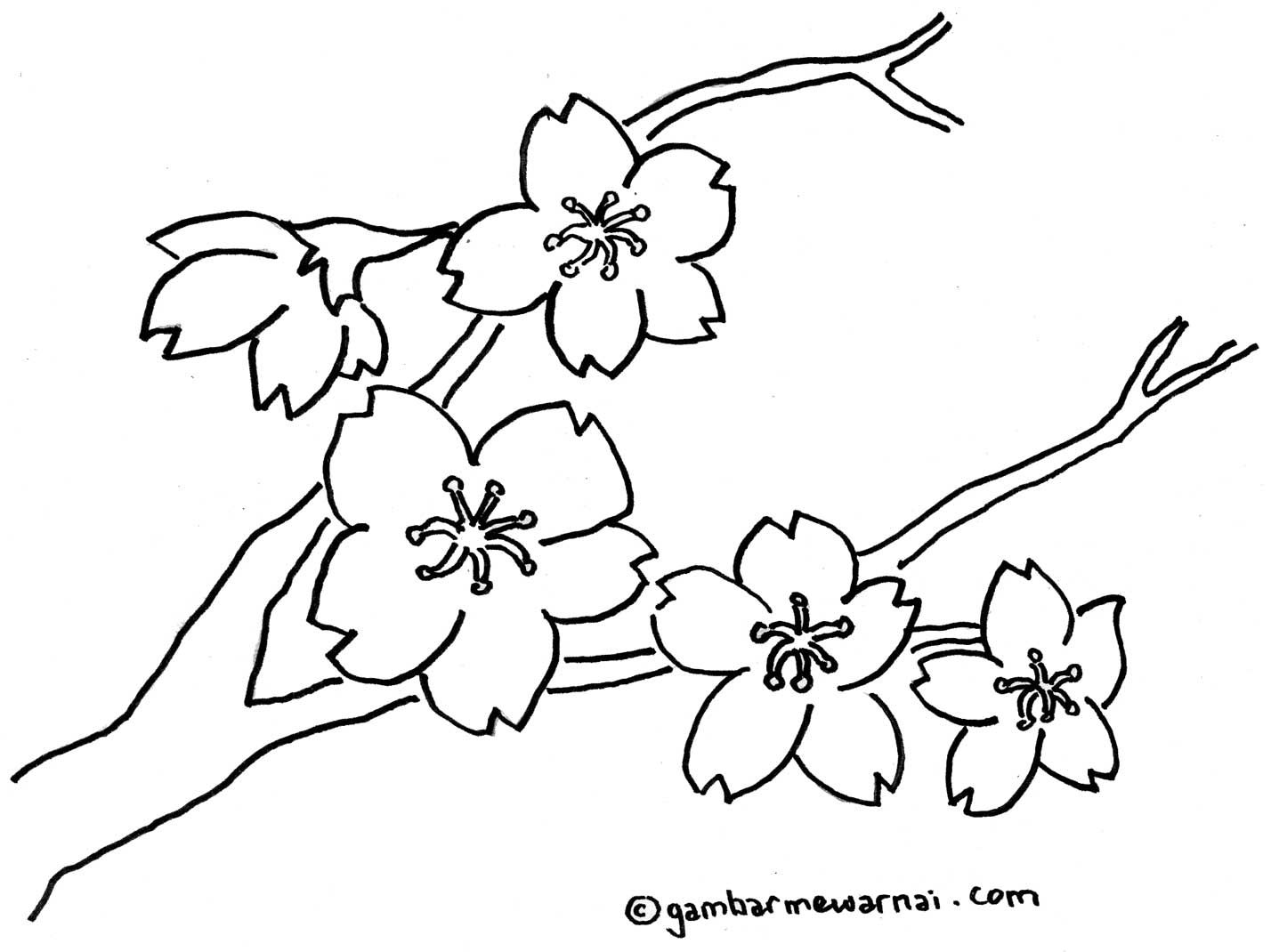 Detail Gambar Sketsa Bunga Sakura Nomer 3