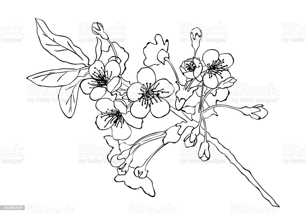 Detail Gambar Sketsa Bunga Sakura Nomer 38