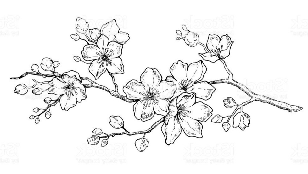 Detail Gambar Sketsa Bunga Sakura Nomer 5