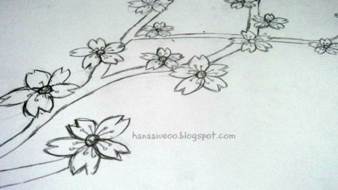 Detail Gambar Sketsa Bunga Sakura Sederhana Nomer 36