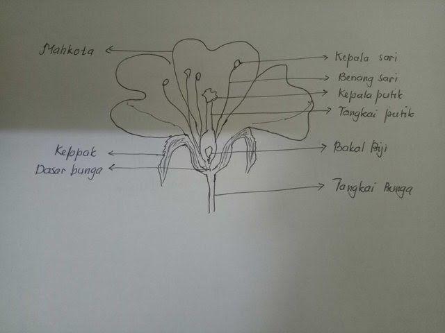 Detail Gambar Sketsa Bunga Sempurna Nomer 3