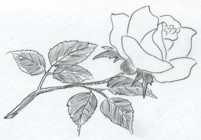 Detail Gambar Sketsa Bunga Sempurna Nomer 43